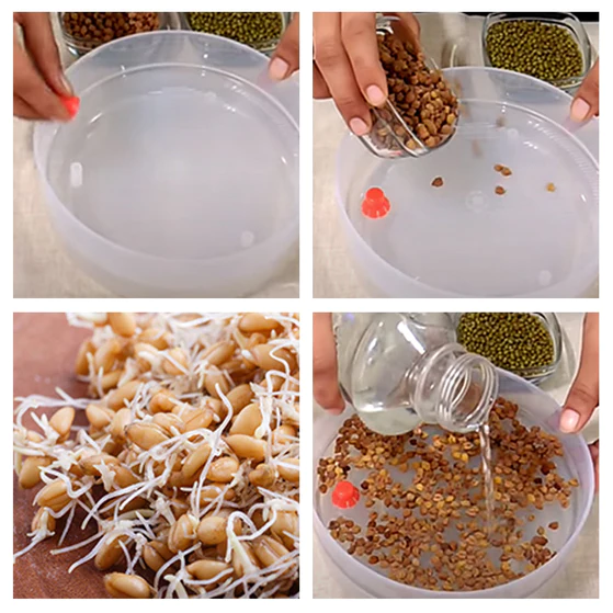 0070_sprout_maker_4_container Plastic 4 Compartment Sprout Maker, White