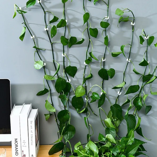30 Pcs Vine Plant Climbing Clips – Large Invisible Wall Hooks for Plant Support & Binding