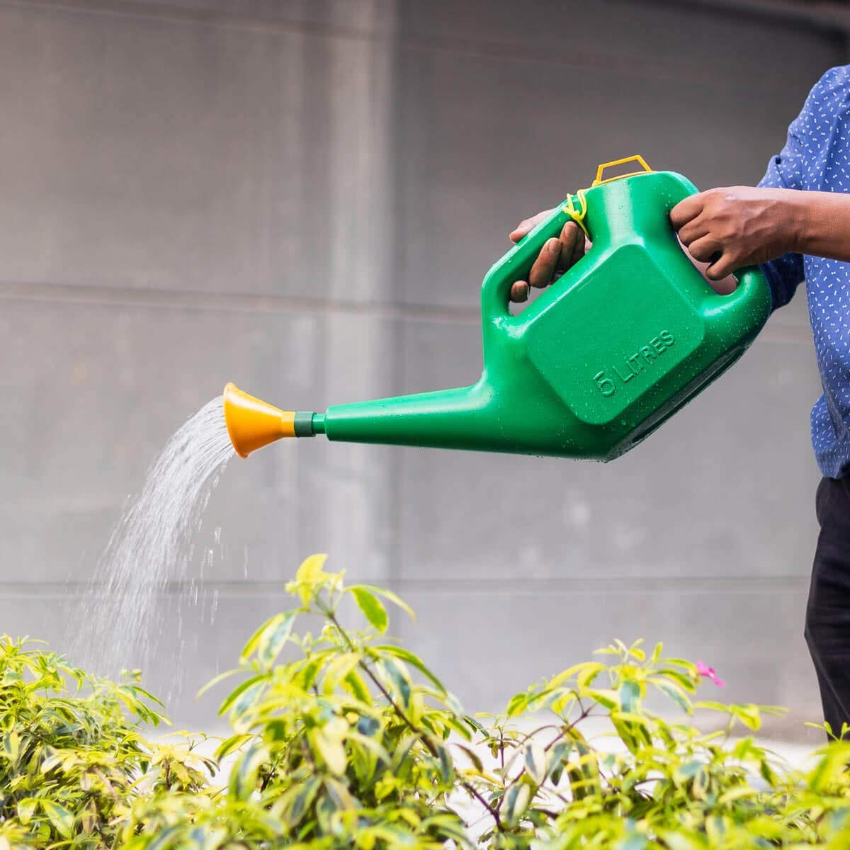 5L Plastic Green Watering Can with Sprayer for Plants/Garden | Indoor Outdoor Watering Can | Sprinkler for Plants Seed Germination | Hand Held Sprayer | Watering Wand & Bottles For Garden