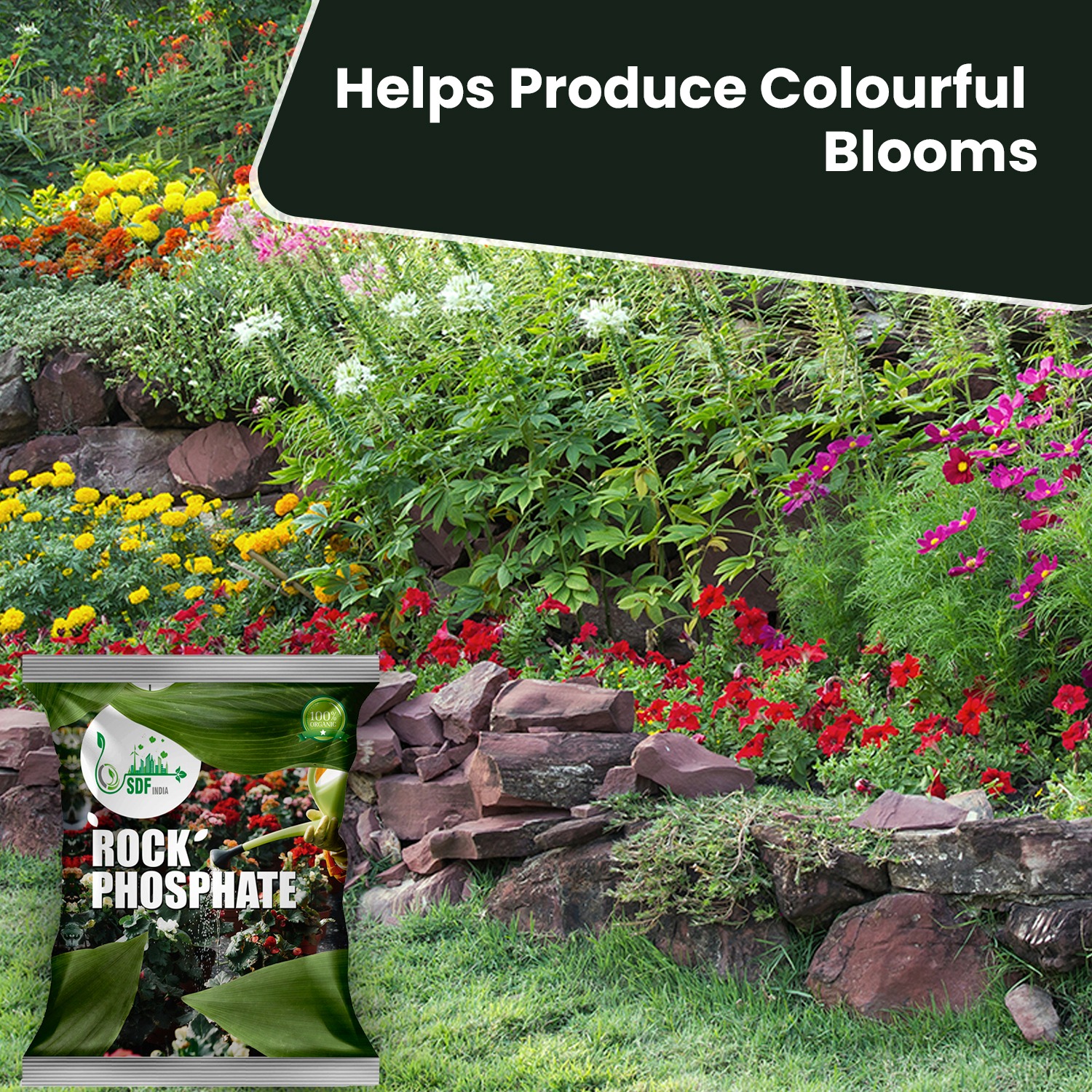 6056 SDFINDIA Organic Rock Phosphate Essential Fertilizer all  Purpose Powder for Fruiting & Flowering  Plants ( 10kg )(SDFindiaRP10K)(6056_rock phas_10kg)