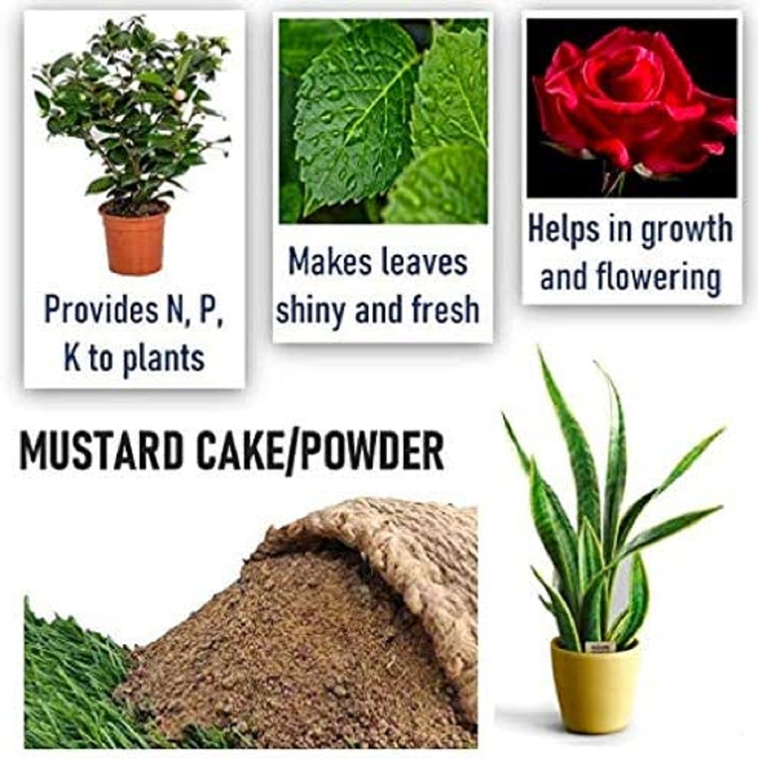 6082 SDF INDIA Mustard Oil Cake Organic Fertilizer for Home Garden, Potting Plant Growth Nutrient (1,kg )(SDF1MOC)(6082_Mustard cake_1kg)
