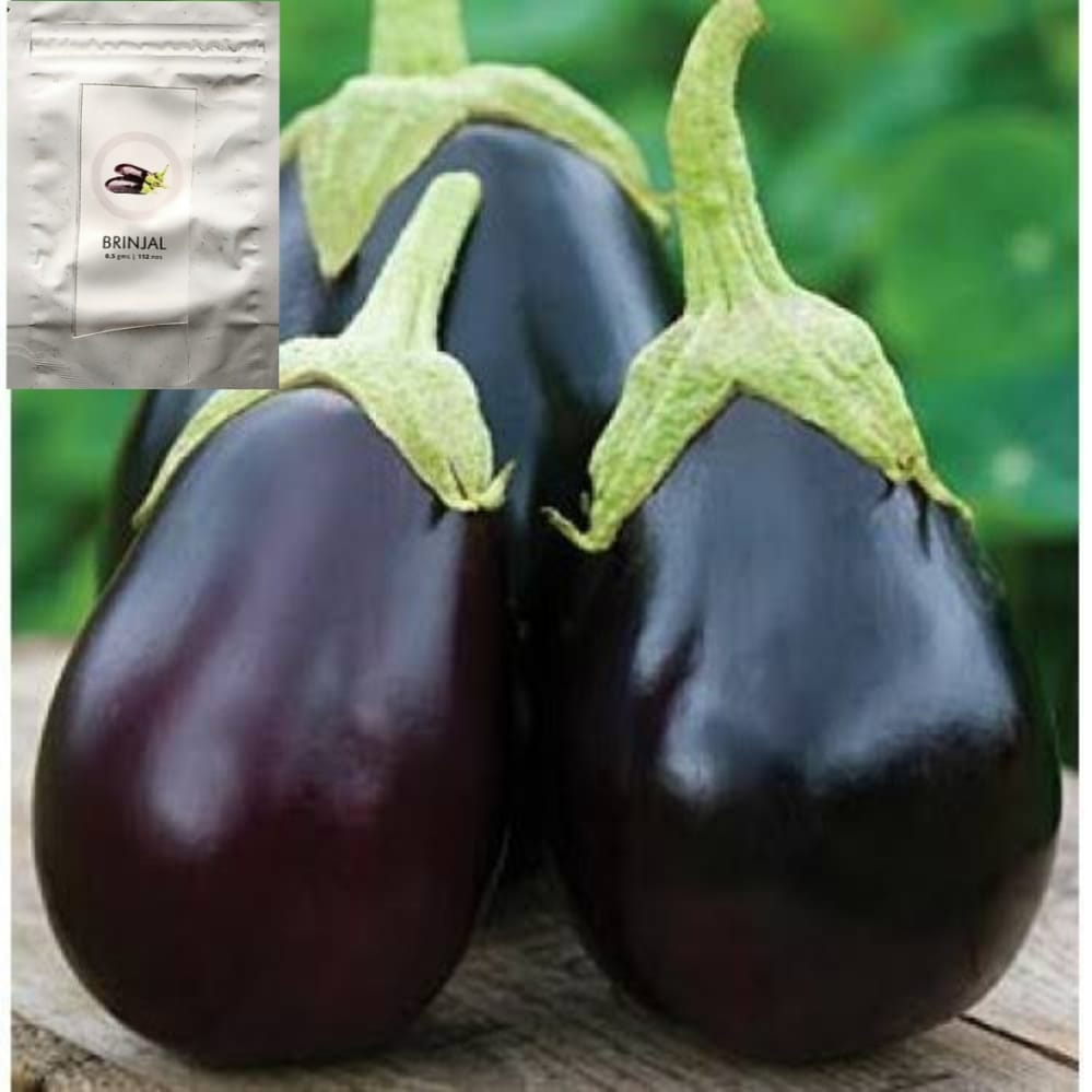 SDF INDIA BRINJAL SEEDS (112NOS)