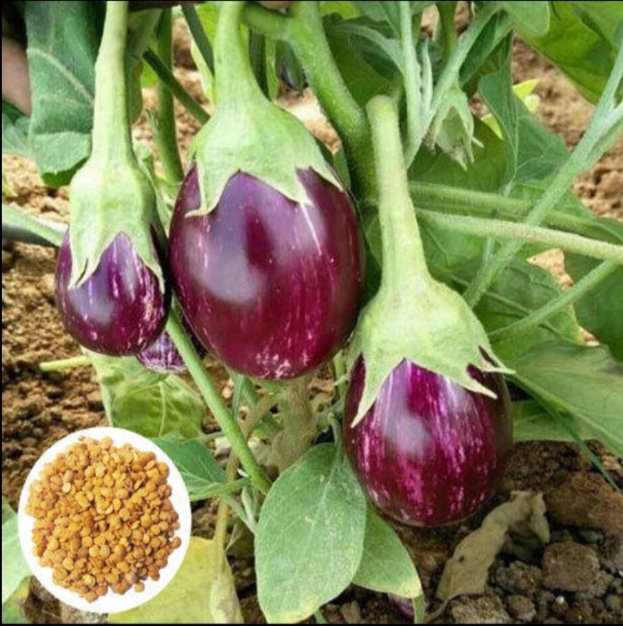 SDF INDIA BRINJAL SEEDS (112NOS)