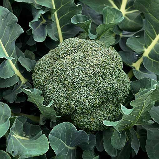 SDF INDIA BROCCOLI SEED(315NOS)