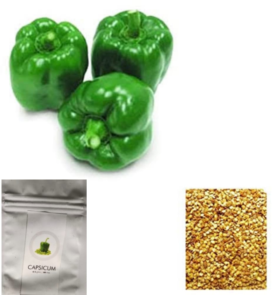 SDF INDIA CAPSICUM SEED(88NOS)