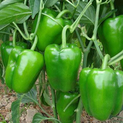 SDF INDIA CAPSICUM SEED(88NOS)