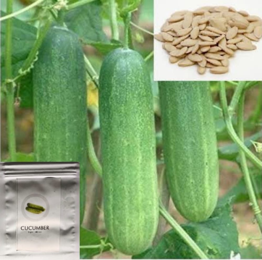 SDF INDIA CUCUMBER SEED (40NOS)