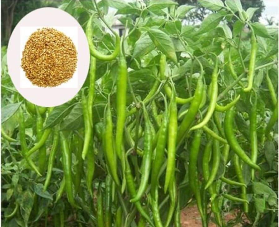 SDF INDIA GREENCHILLI SEED(88NOS)