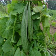 SDF INDIA REDGEGOURD SEED(7NOS)