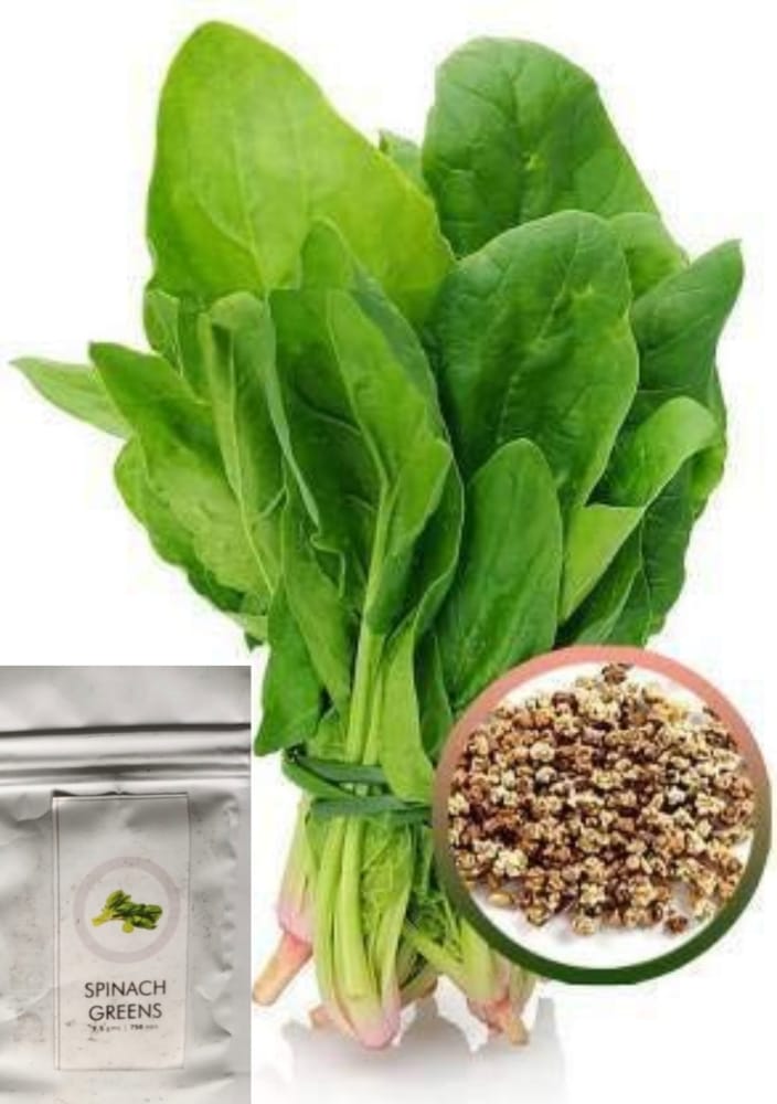 SDF INDIA SPINACHGREEN SEED(750NOS)