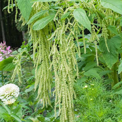 SDFINDIA WHITE AMARANTH SEED(6500NOS)