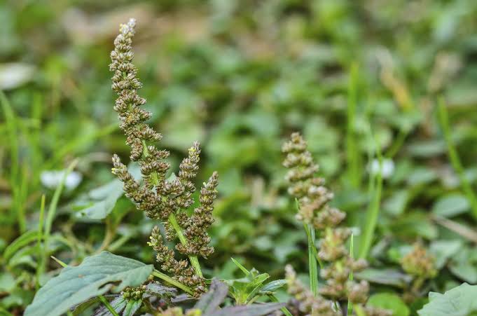 SDFINDIA WHITE AMARANTH SEED(6500NOS)